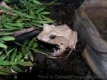 Solomon Island leaf frog