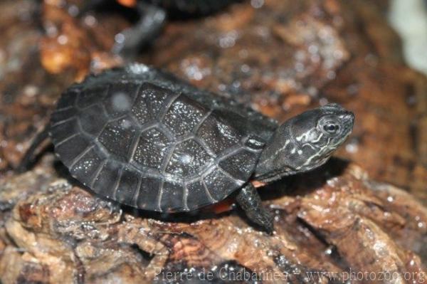 Red-necked pond turtle