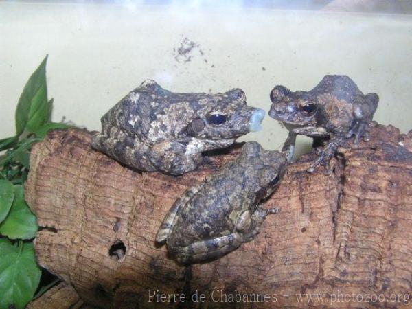 Grey foam-nest tree frog