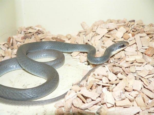 Northern black racer