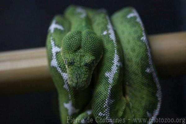 Bates' emerald tree boa