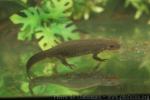 Japanese fire-bellied newt