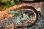 Olive tree skink