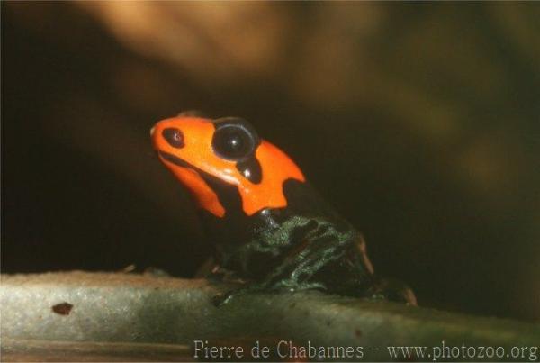 Blessed poison frog