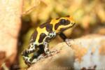 Fantastic poison frog