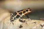 Mimic poison frog