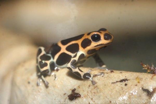 Mimic poison frog