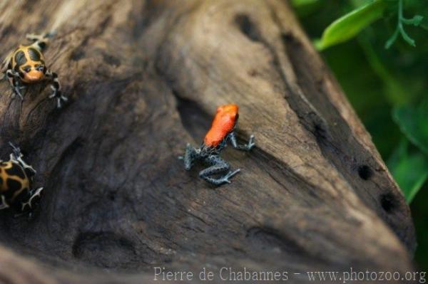 Red-backed poison frog