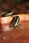 Yellow-striped poison frog