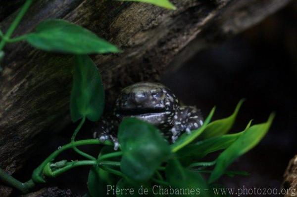 Müller's termite frog