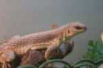 Northern desert iguana