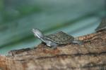 Murray River turtle