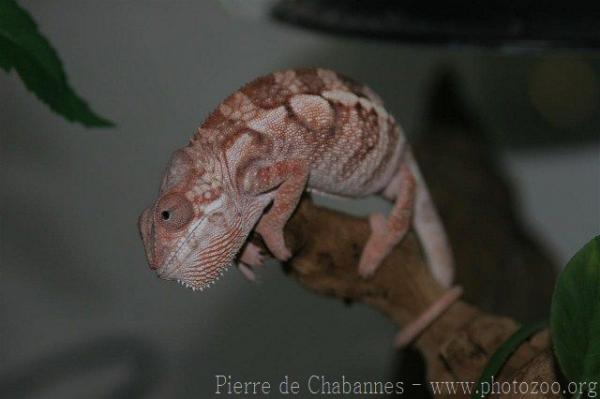 Panther chameleon