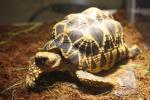 Burmese star tortoise