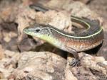 Yellow-throated plated lizard