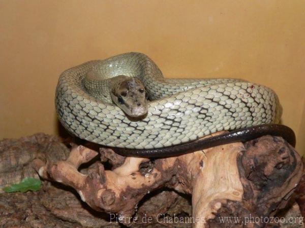 Celebes black-tailed ratsnake