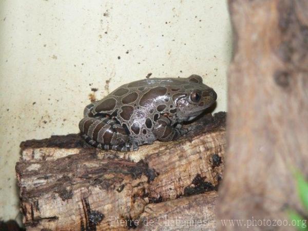 Red-legged running frog