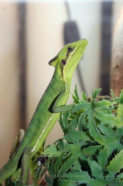 Eastern casquehead iguana