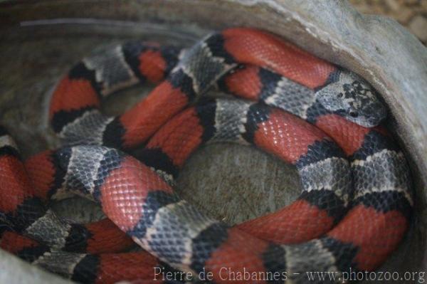 Grey-banded kingsnake