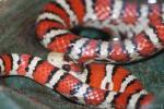 Chihuahua mountain kingsnake