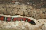 Querétaro mountain kingsnake