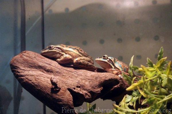 Green-and-golden bell frog