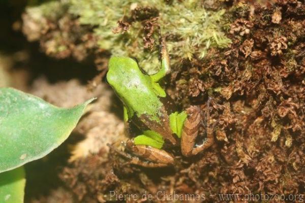 Guibé's mantella