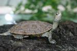 Caspian turtle