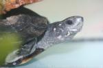 Indian Black Turtle