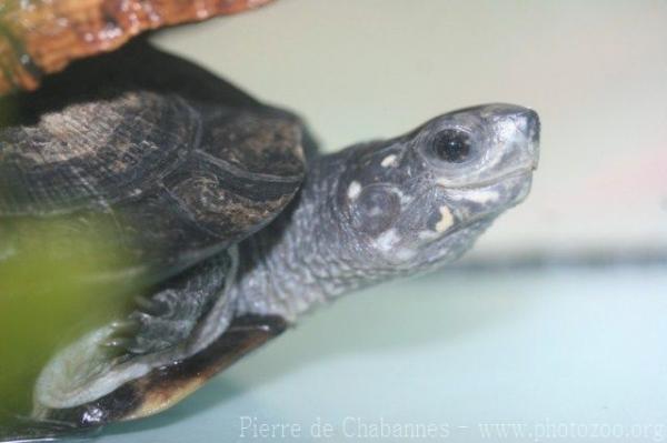 Indian Black Turtle