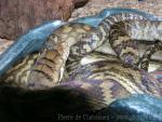 Amethystine python