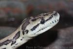 Carpet Python