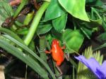 Strawberry poison-frog