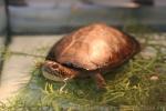 African mud turtle