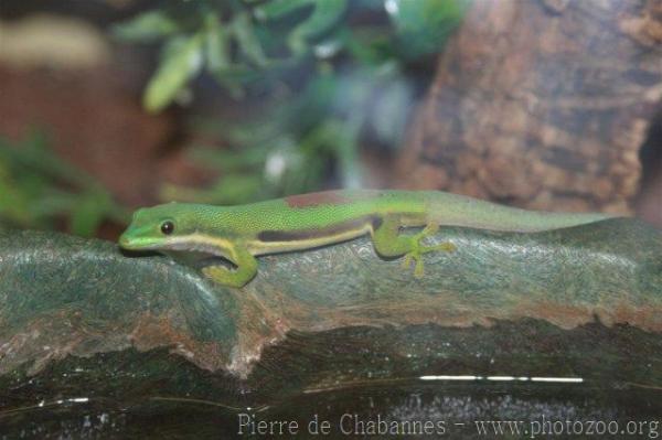 Striped day gecko