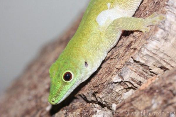 Koch's day gecko