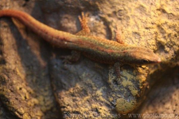 Mertens' Day Gecko