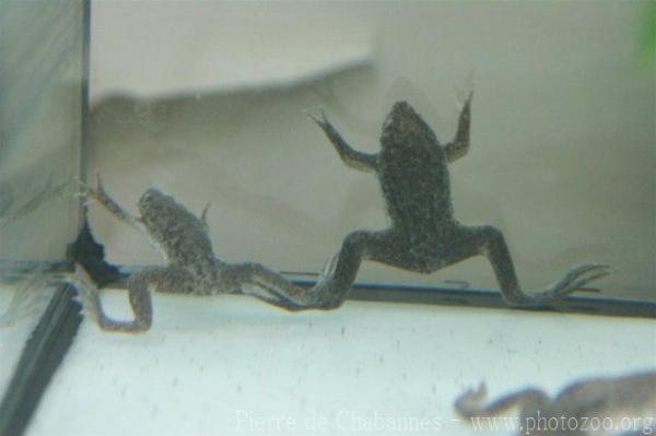 Sabana Suriname toad