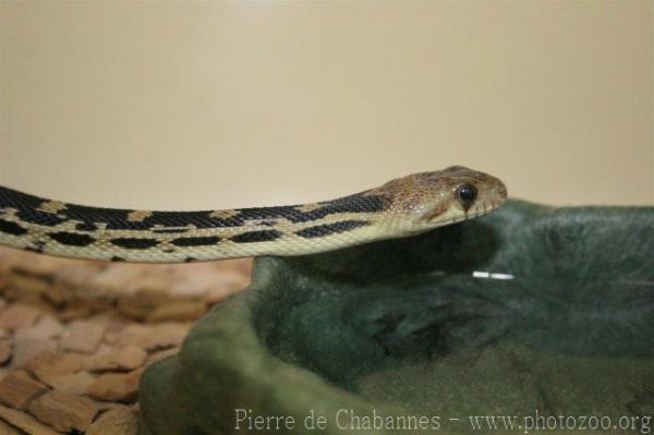 Mexican bull snake