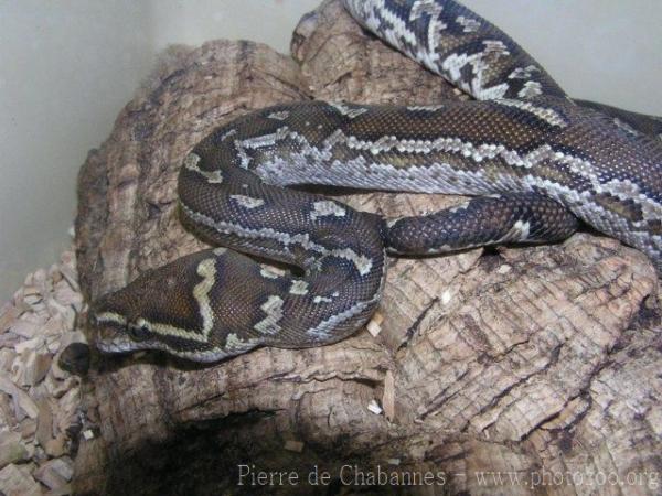 Angolan python