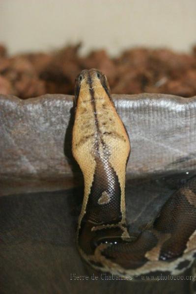 Sumatran blood python