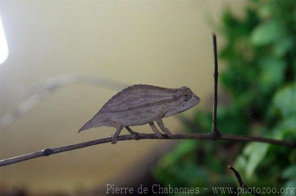 Bearded pygmy chameleon