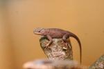 Yarrow's spiny lizard