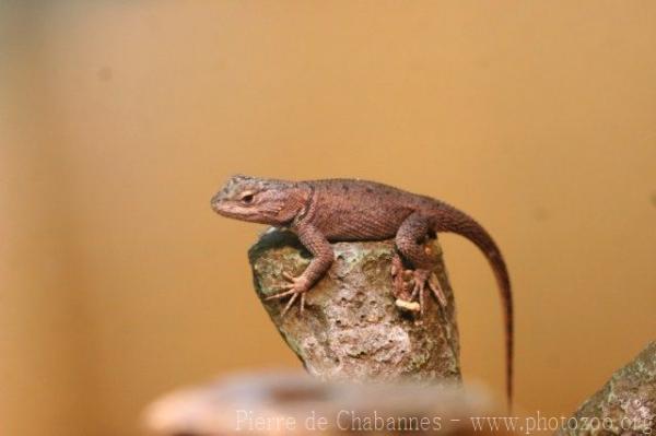 Yarrow's spiny lizard