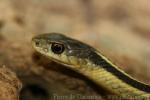 Red-sided garter snake