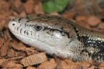 Giant bluetongue skink