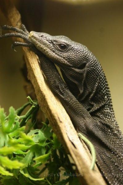 Black tree monitor