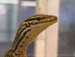 Sand goanna