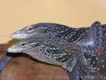 Blue tree monitor