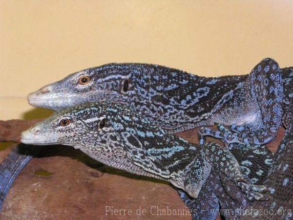 Blue tree monitor